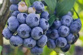 Blueberries 2